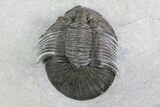 Scabriscutellum Trilobite With Axial Nodes #68664-5